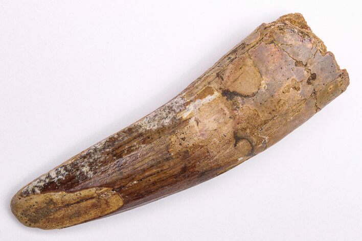 Fossil Spinosaurus Tooth - Real Dinosaur Tooth #206161